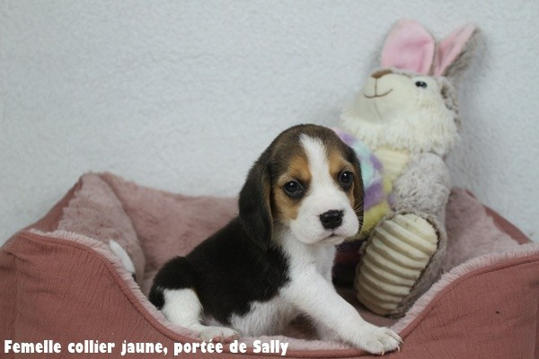 du clos du bonheur - Chiots disponibles - Beagle
