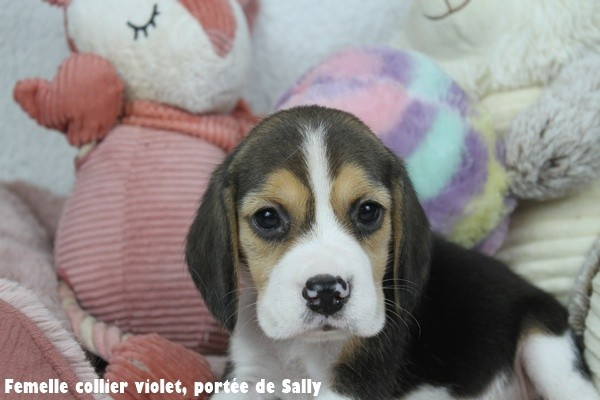 du clos du bonheur - Chiots disponibles - Beagle