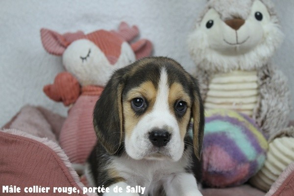 du clos du bonheur - Chiots disponibles - Beagle