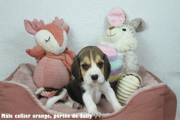 du clos du bonheur - Chiots disponibles - Beagle