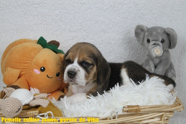 du clos du bonheur - Chiots disponibles - Beagle
