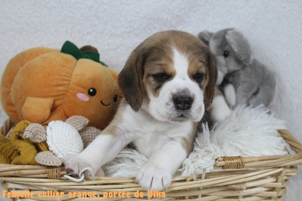 du clos du bonheur - Chiots disponibles - Beagle