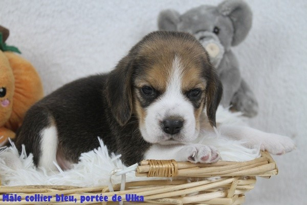 du clos du bonheur - Chiots disponibles - Beagle