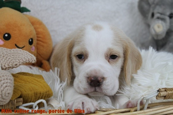 du clos du bonheur - Chiots disponibles - Beagle