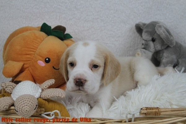 Chiot Beagle du clos du bonheur