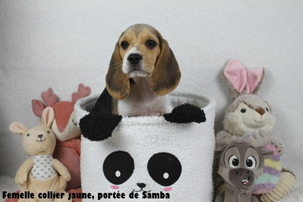 du clos du bonheur - Chiots disponibles - Beagle