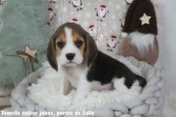 du clos du bonheur - Chiots disponibles - Beagle