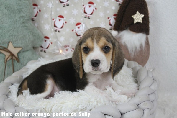 du clos du bonheur - Chiots disponibles - Beagle