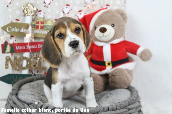 du clos du bonheur - Chiots disponibles - Beagle