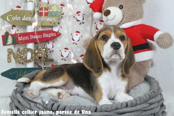 du clos du bonheur - Chiots disponibles - Beagle