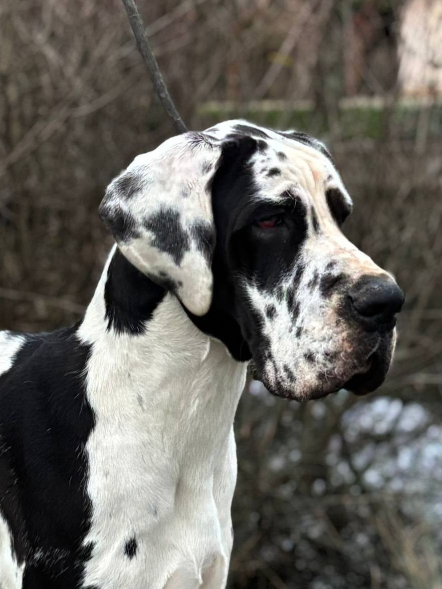 du clos du bonheur - Chiots disponibles - Dogue allemand