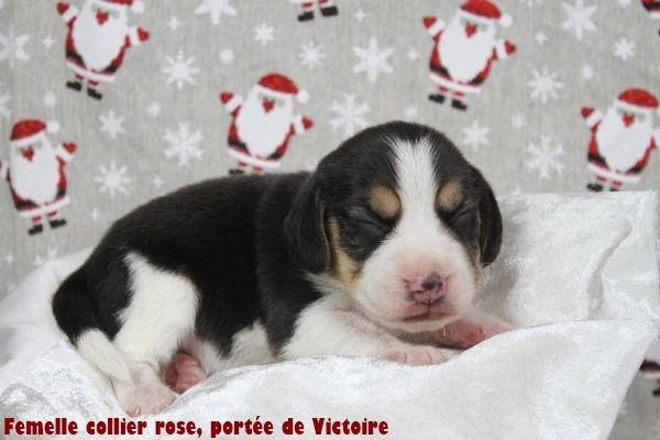 du clos du bonheur - Chiots disponibles - Beagle