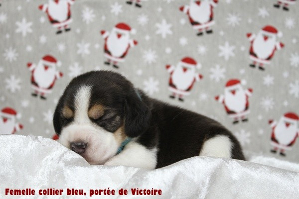 du clos du bonheur - Chiots disponibles - Beagle