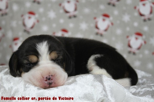du clos du bonheur - Chiots disponibles - Beagle