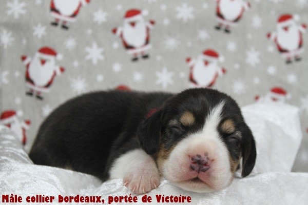 du clos du bonheur - Chiots disponibles - Beagle