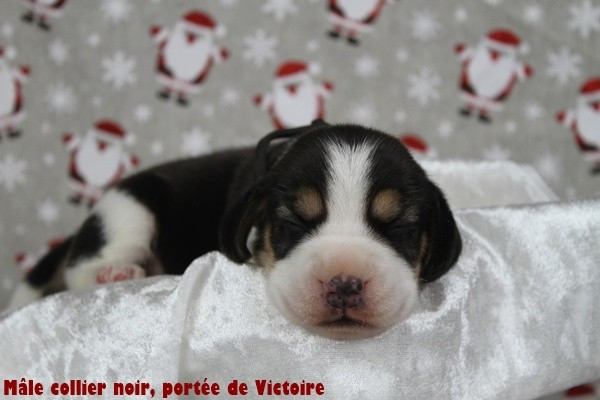 du clos du bonheur - Chiots disponibles - Beagle