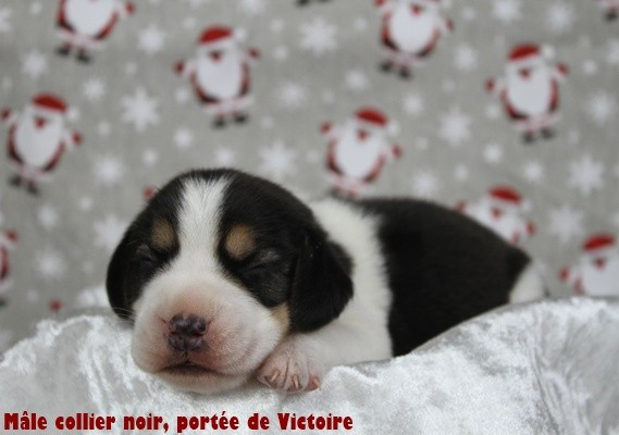 du clos du bonheur - Beagle - Portée née le 25/11/2025