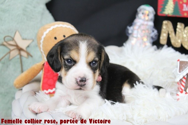 du clos du bonheur - Chiots disponibles - Beagle