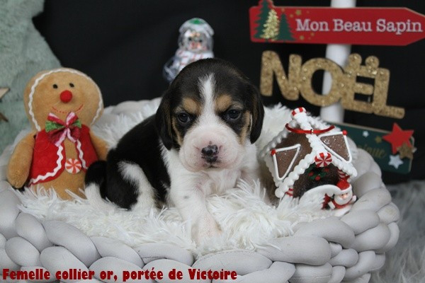 du clos du bonheur - Chiots disponibles - Beagle
