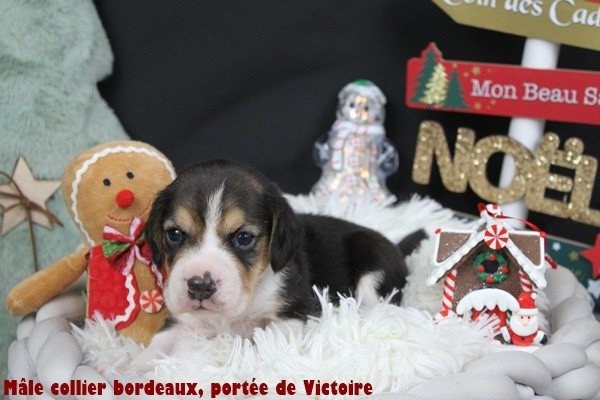 du clos du bonheur - Chiots disponibles - Beagle