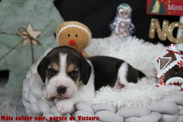 du clos du bonheur - Chiots disponibles - Beagle