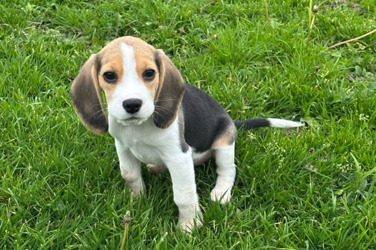 du clos du bonheur - Chiots disponibles - Beagle