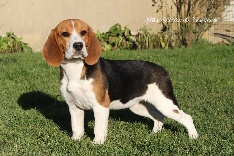 du clos du bonheur - Beagle - Portée née le 22/07/2025
