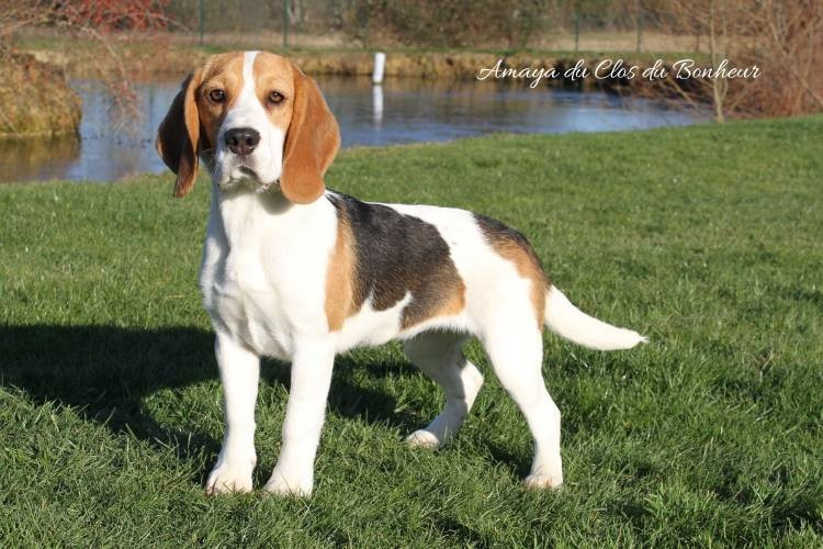 du clos du bonheur - Chiots disponibles - Beagle