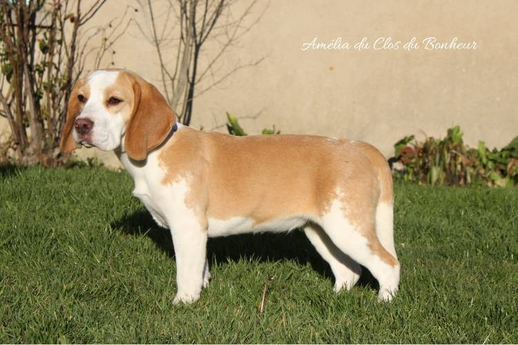 du clos du bonheur - Chiots disponibles - Beagle