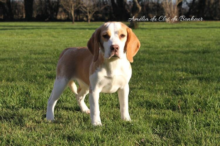 du clos du bonheur - Beagle - Portée née le 21/06/2025