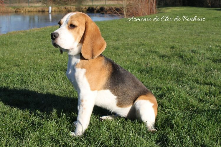 du clos du bonheur - Chiots disponibles - Beagle