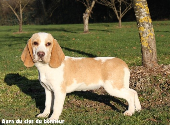 du clos du bonheur - Chiots disponibles - Beagle