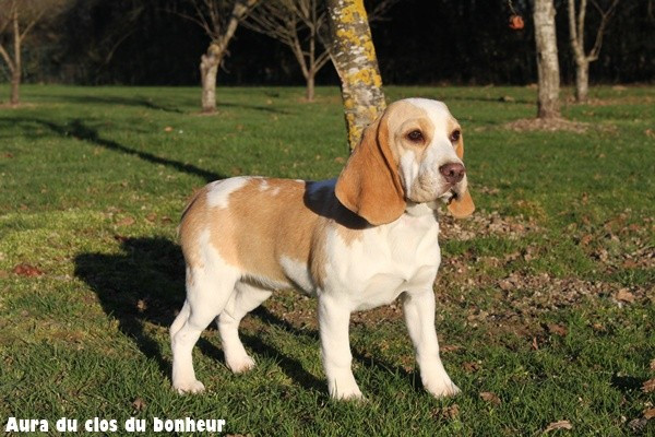 du clos du bonheur - Beagle - Portée née le 20/07/2025