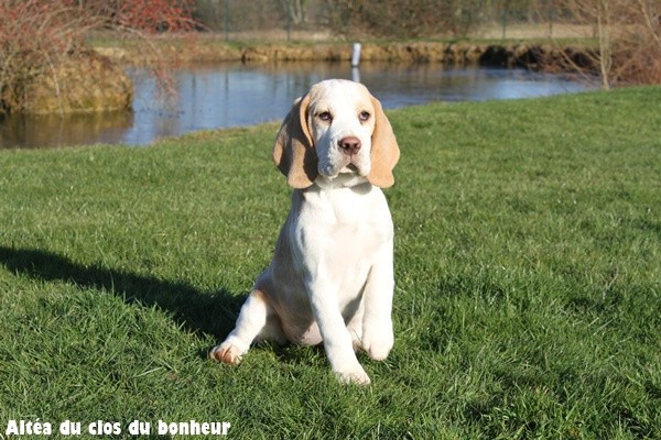 du clos du bonheur - Chiots disponibles - Beagle