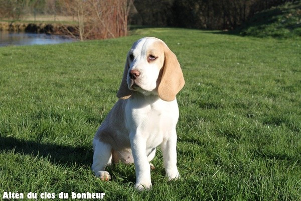 du clos du bonheur - Beagle - Portée née le 16/09/2025