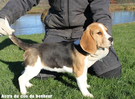 du clos du bonheur - Beagle - Portée née le 05/09/2025