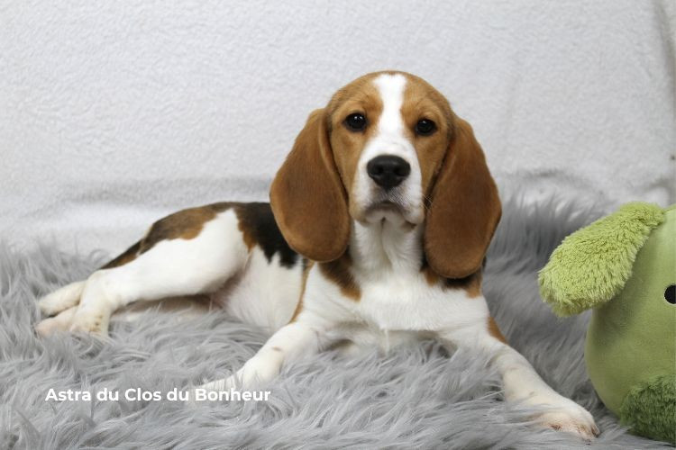 du clos du bonheur - Chiots disponibles - Beagle