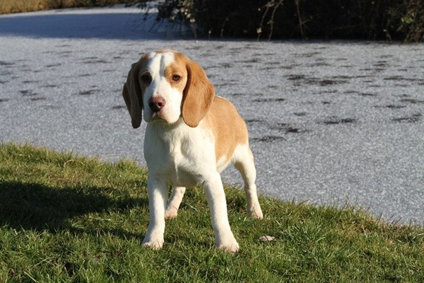 du clos du bonheur - Chiots disponibles - Beagle
