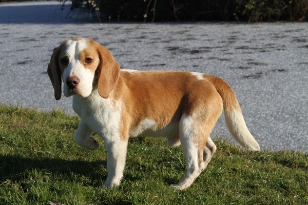 Chiot Beagle du clos du bonheur