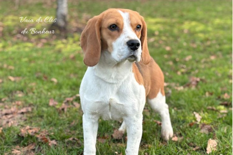 Chiot Beagle du clos du bonheur