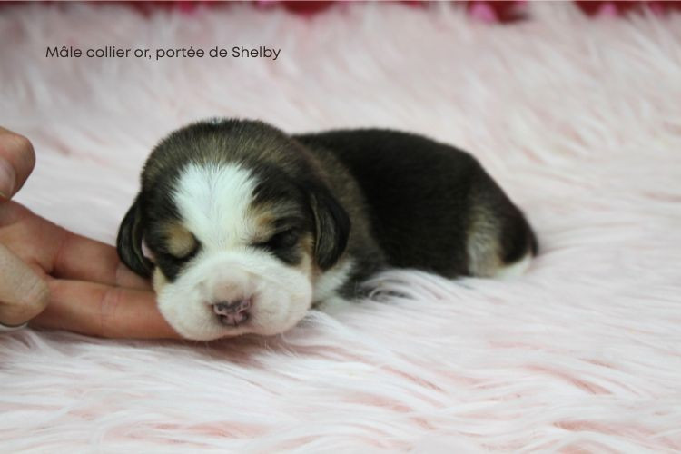 du clos du bonheur - Chiots disponibles - Beagle