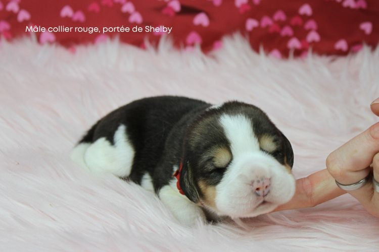 du clos du bonheur - Chiots disponibles - Beagle