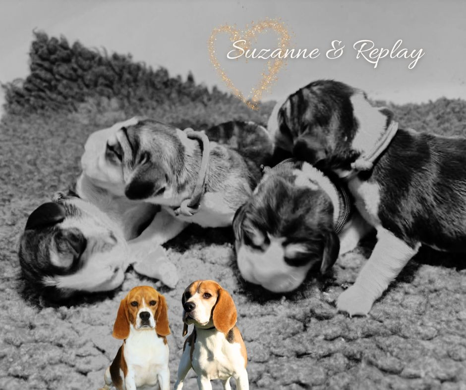 du clos du bonheur - Beagle - Portée née le 14/02/2026