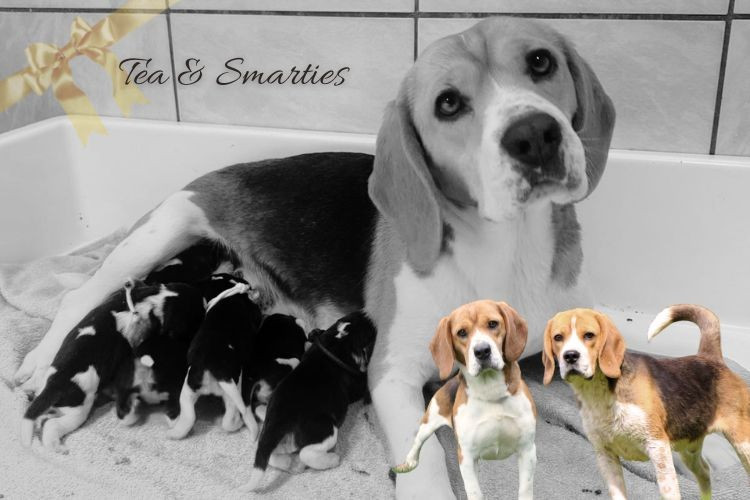du clos du bonheur - Chiots disponibles - Beagle