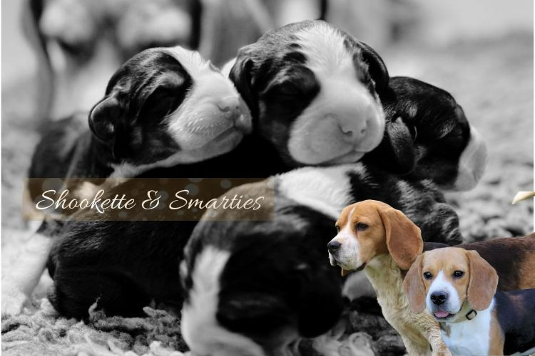 Chiot Beagle du clos du bonheur