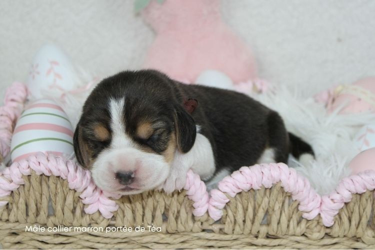 Chiot Beagle du clos du bonheur