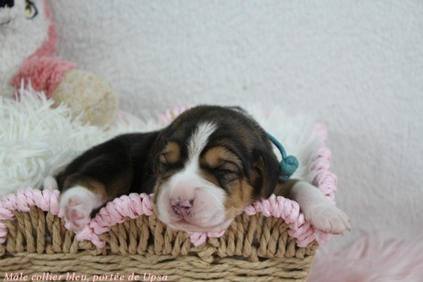 Chiot Beagle du clos du bonheur