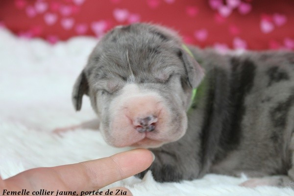 Chiot Dogue allemand du clos du bonheur