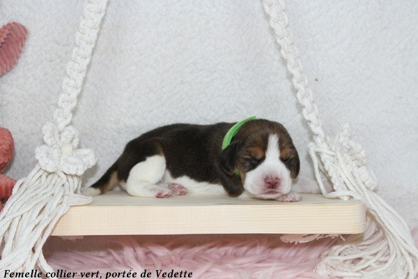 du clos du bonheur - Chiots disponibles - Beagle