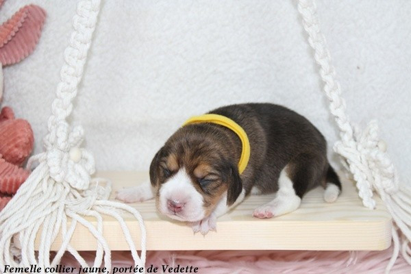 du clos du bonheur - Chiots disponibles - Beagle